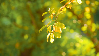 4k实拍唯美阳光下的树叶空镜头温暖意境视频的预览图