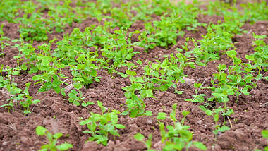 4k实拍春日风光菜地里生长的绿色豌豆视频的预览图