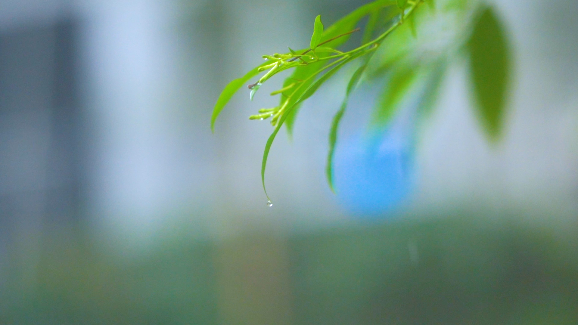 4k实拍唯美春雨雨水滴滴落风光 视频的预览图