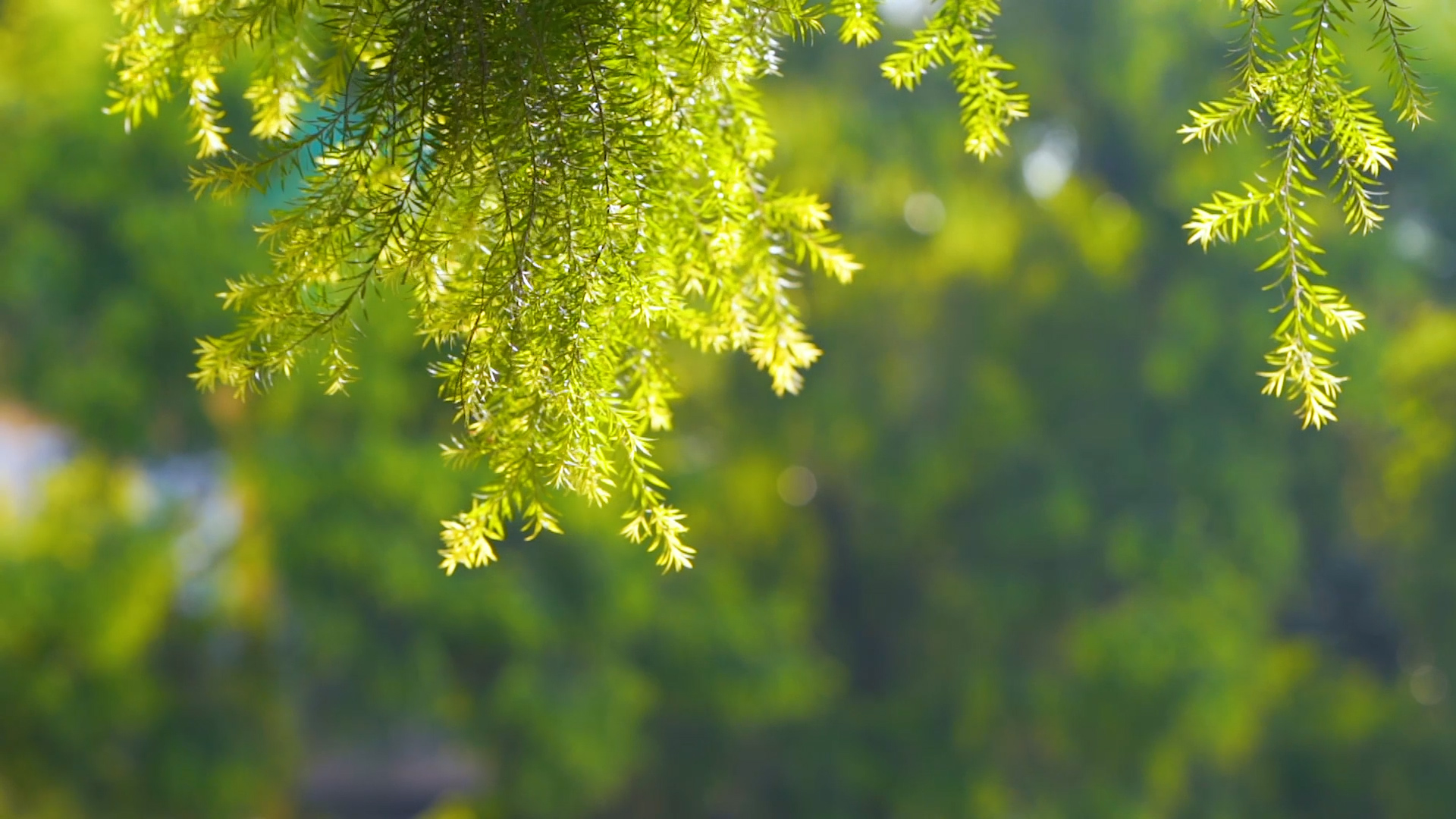 4k实拍唯美阳光照耀下的植物自然风光空镜头视频的预览图