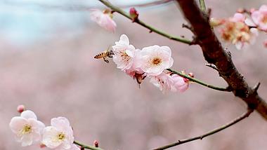 4k实拍唯美春天盛开的粉色梅花和采蜜的蜜蜂视频的预览图