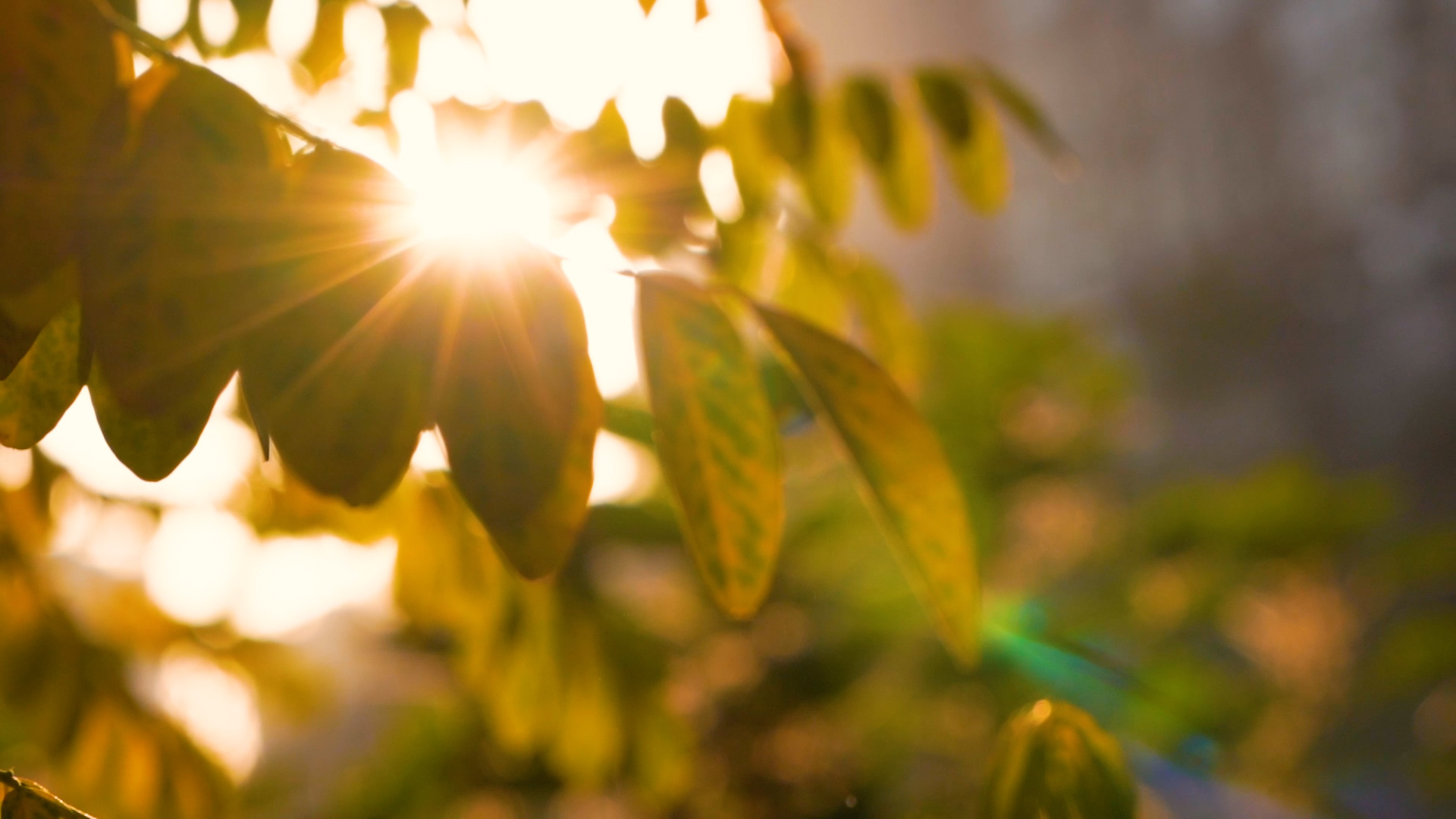 4k实拍唯美阳光透过树叶植物照射风光视频的预览图