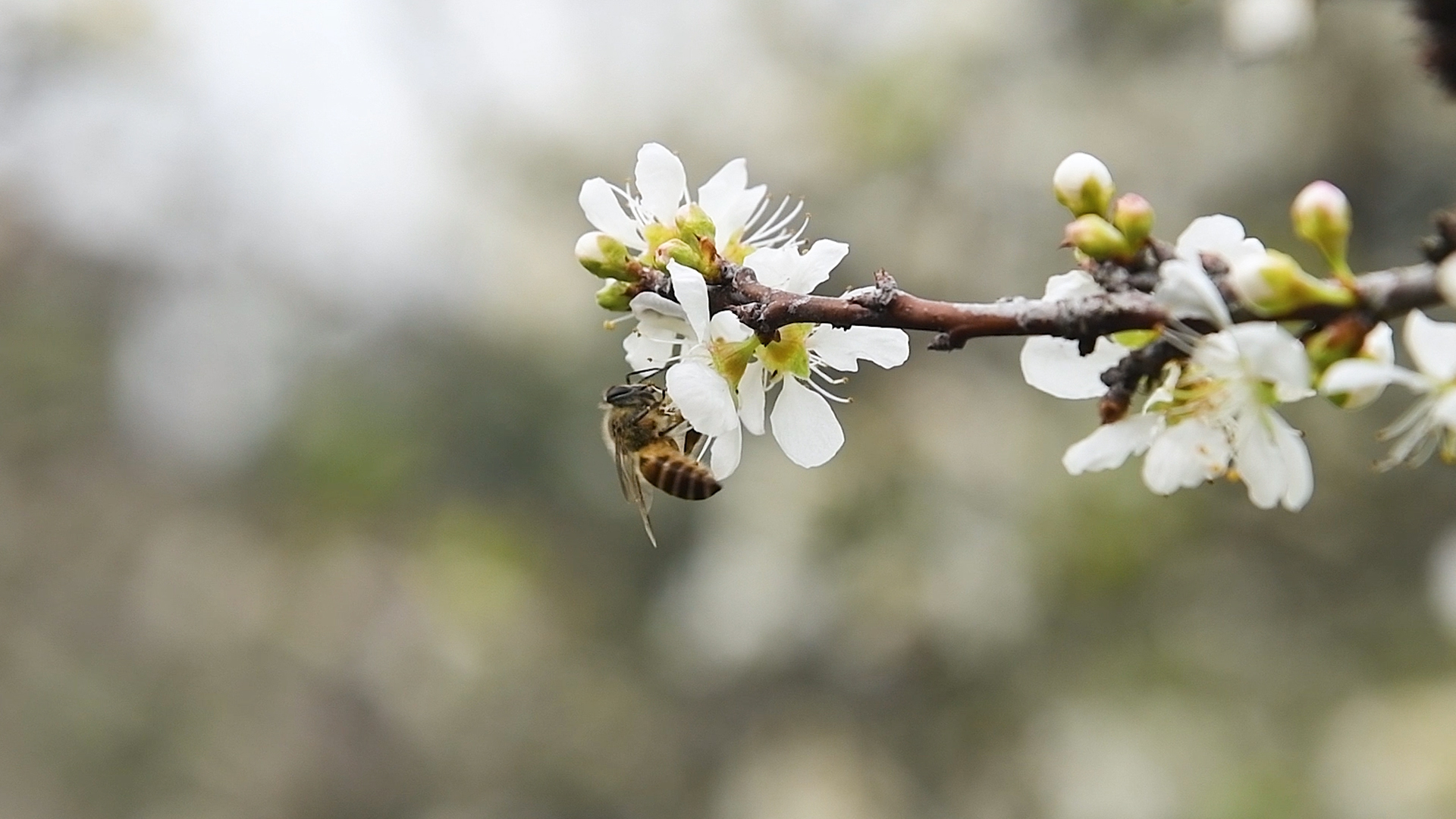1080特写蜜蜂在早春里盛开的白色桃花上采蜜视频的预览图