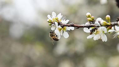 1080特写蜜蜂在早春里盛开的白色桃花上采蜜视频的预览图