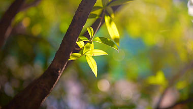 4k实拍唯美春日风光阳光下的树叶万物复苏视频的预览图