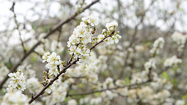 1080春天盛开的白色桃花春暖花开视频的预览图