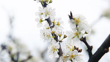 1080春天盛开的白色桃花视频的预览图