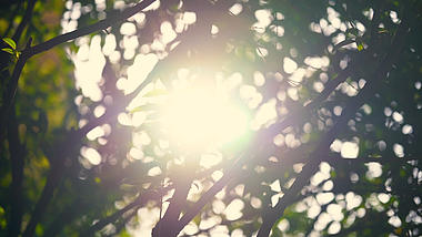 4k实拍唯美阳光透过树叶形成光斑空镜头视频的预览图