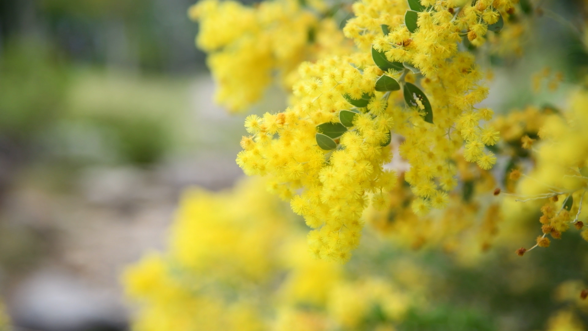 4K春天植物珍珠金合欢花视频的预览图