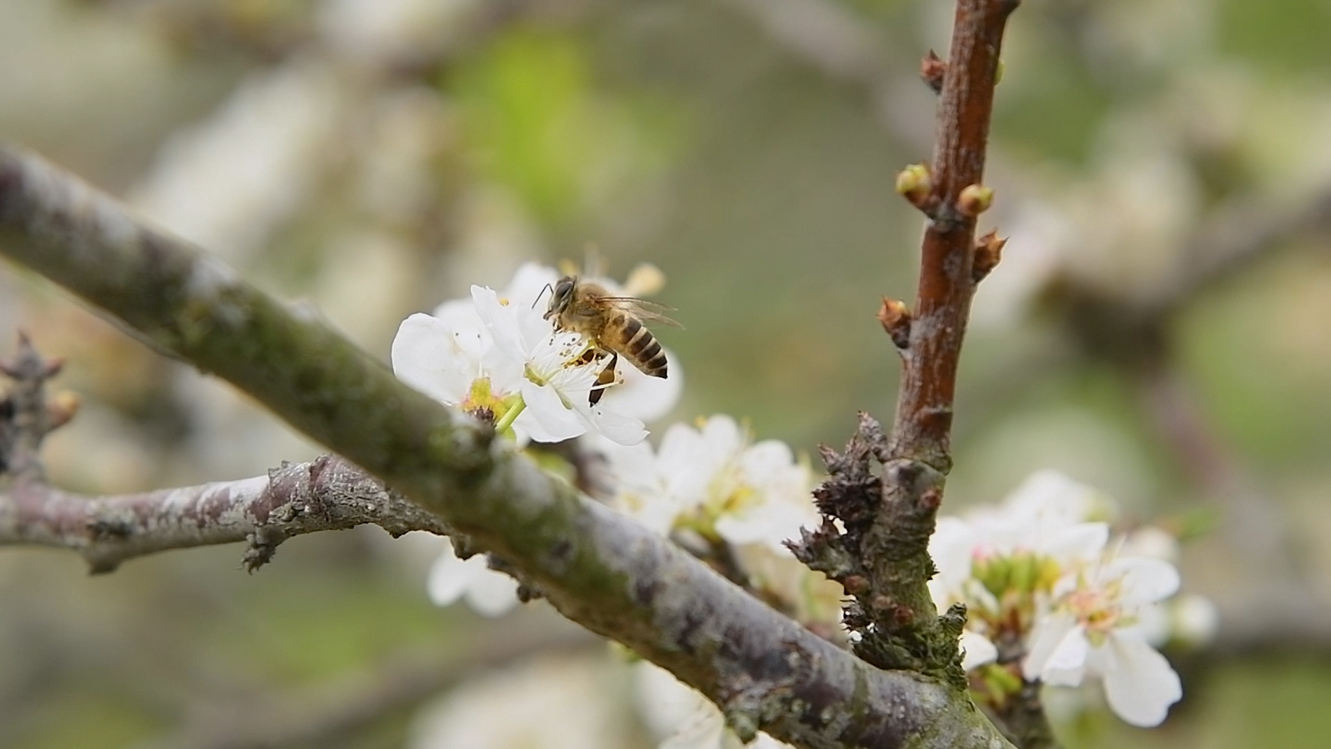 1080初春蜜蜂在盛开的白色桃花上采蜜视频的预览图