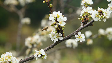4k春天蜜蜂飞舞在盛开的白色桃花花丛中视频的预览图