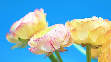 4k实拍春天蓝天下盛开的花卉植物水珠水滴视频的预览图