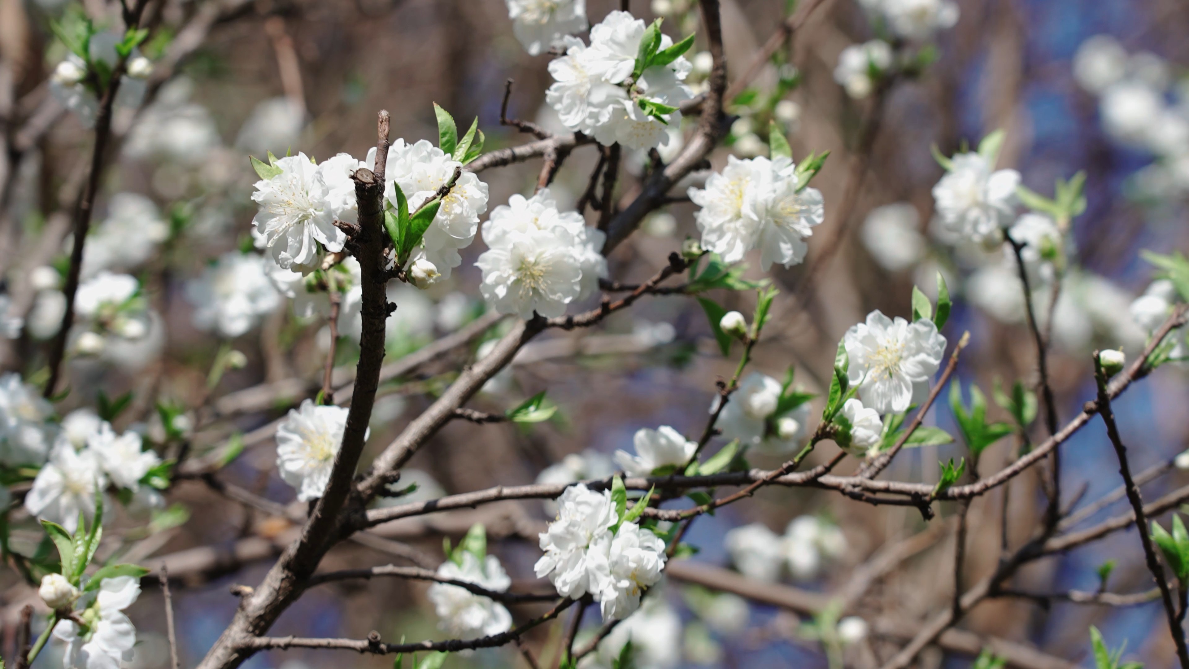 4k随风飘动的白色碧桃花朵春天风景实拍视频的预览图