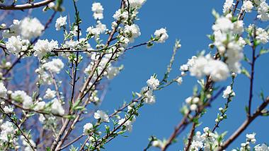 4k实拍蓝天下白色碧桃花朵植物空镜春天风景视频的预览图