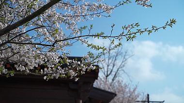1080春天蓝天下的白色樱花被风吹拂唯美视频实拍视频的预览图