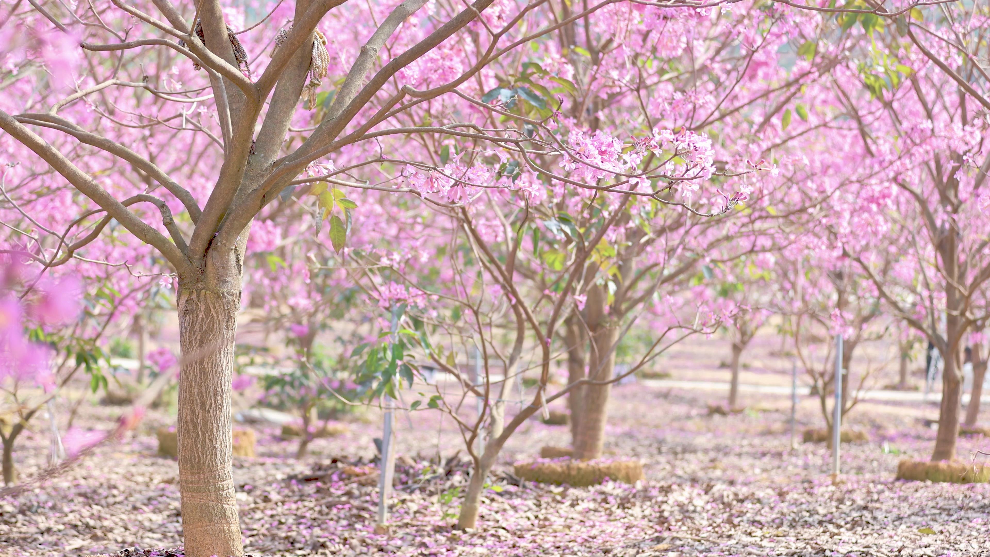 4k实拍春暖花开小清新粉色风铃花树林唯美自然视频的预览图