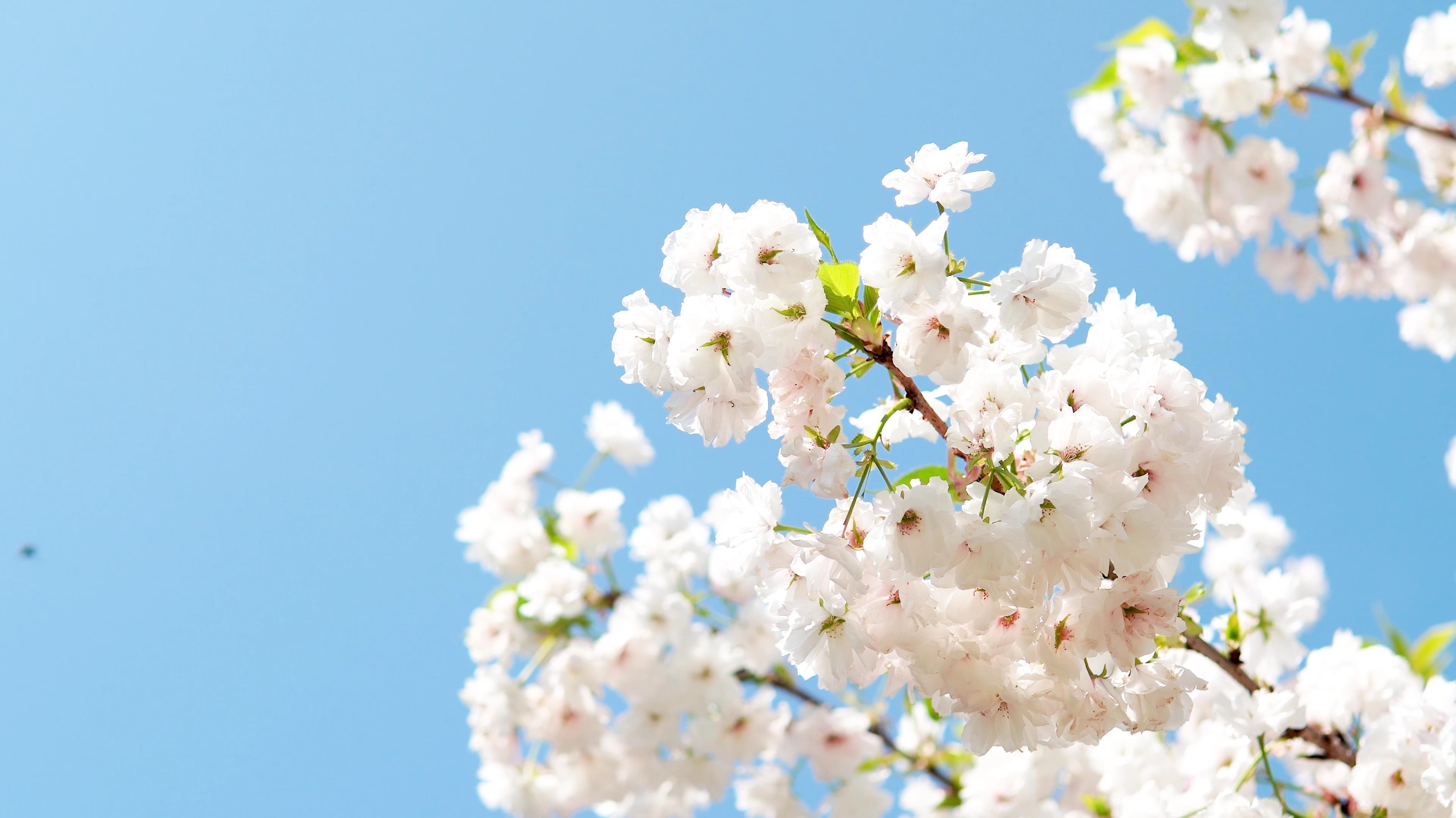 4k实拍唯美随风飘动白色樱花朵春天风景视频的预览图