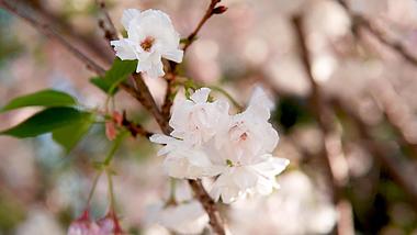 4k实拍粉红盛开的樱花朵随风飘动春天风景视频的预览图