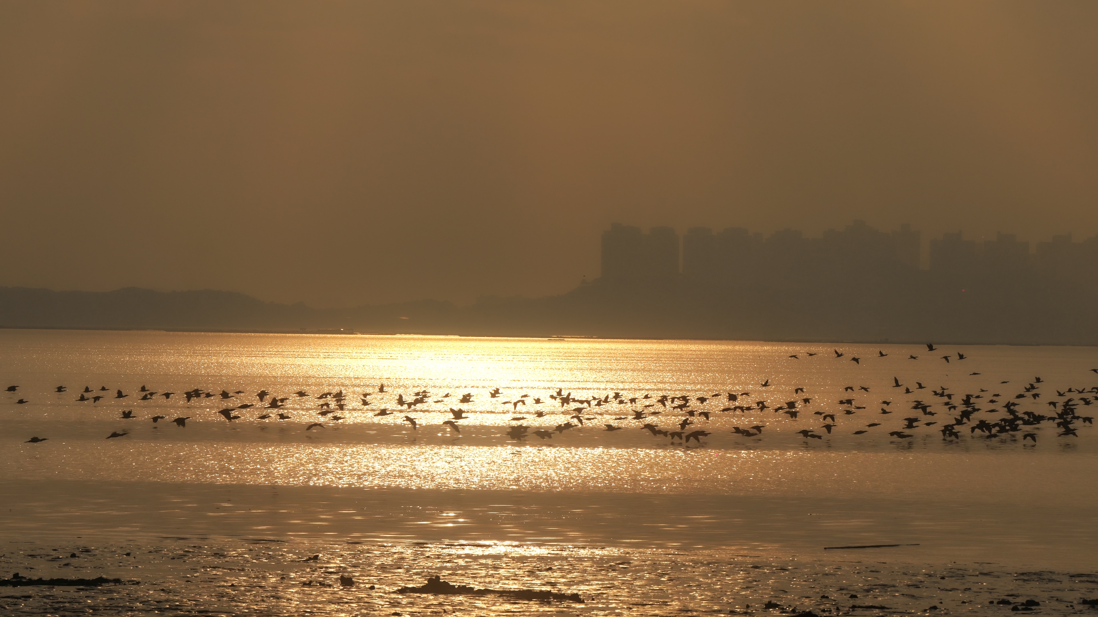 4K唯美实拍深圳海上候鸟迁徙视频的预览图