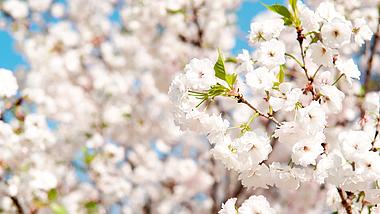 4k春天晴天下盛开白色樱花风景视频的预览图
