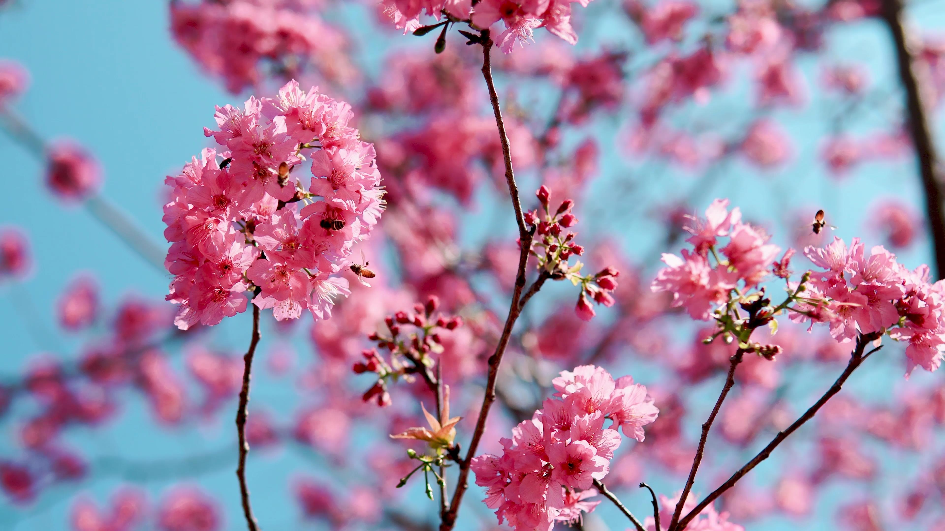 4k实拍春天蜜蜂飞舞在盛开的粉色樱花丛中视频的预览图