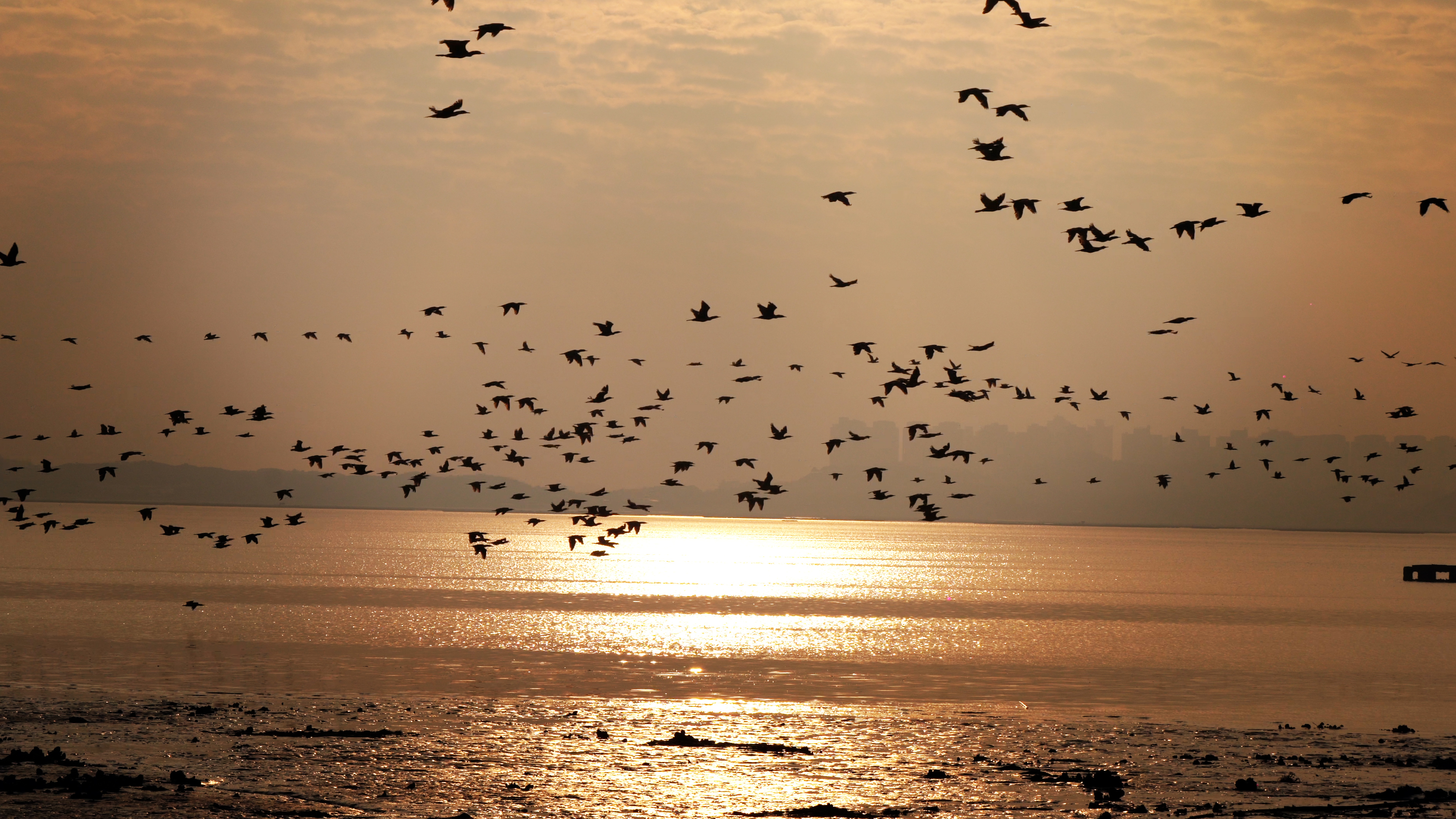 4K实拍唯美深圳湾海上鸟群迁移视频的预览图