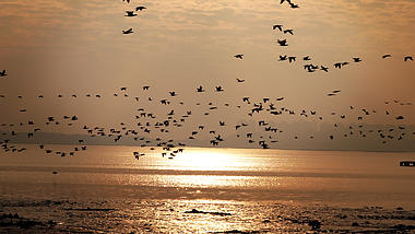 4K实拍唯美深圳湾海上鸟群迁移视频的预览图