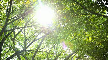 4K实拍树叶逆光透光空境视频自然风景视频的预览图