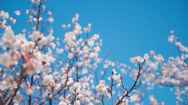 4k春天晴朗天空杏花开了蜜蜂采蜜实拍视频视频的预览图