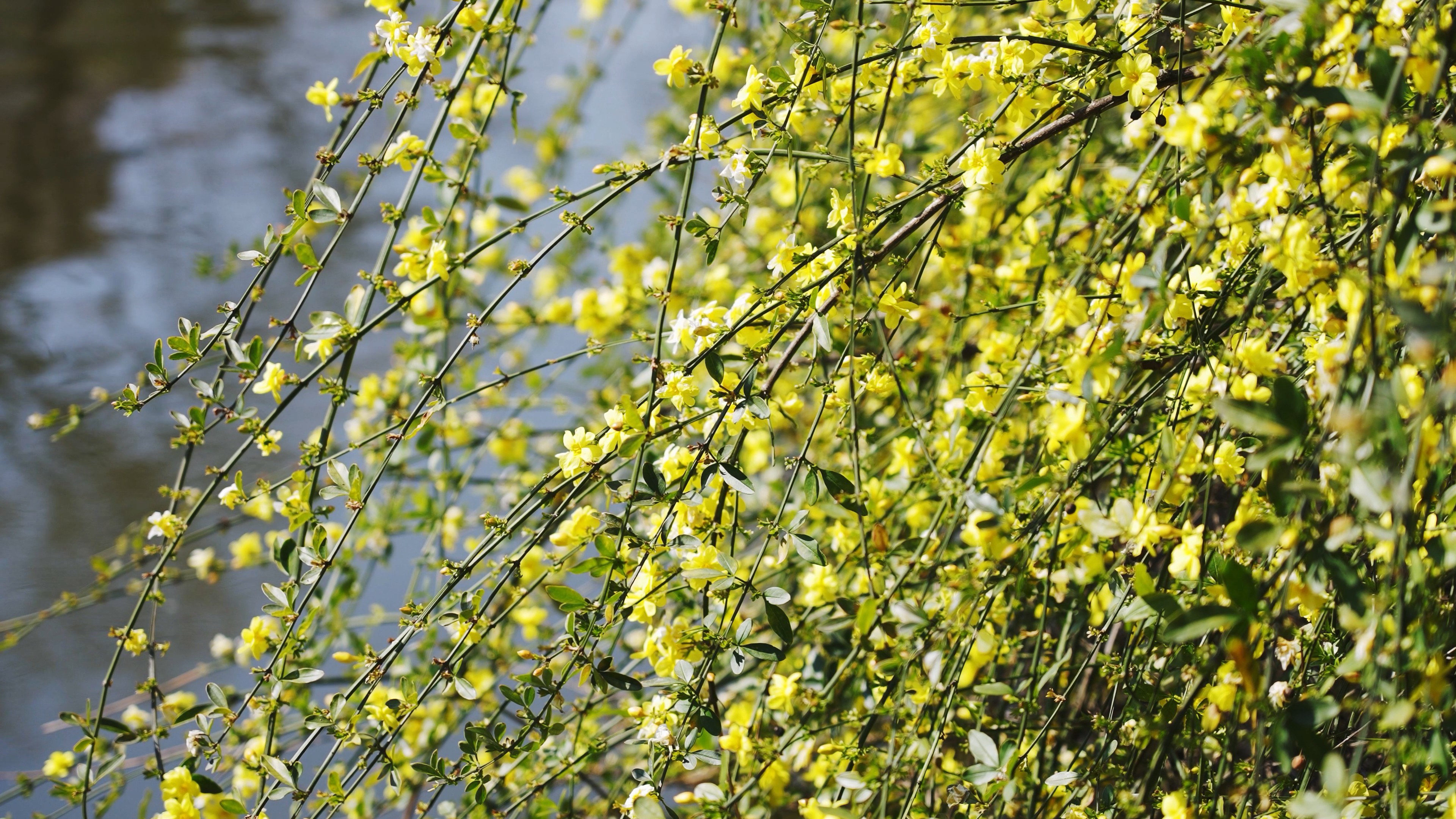 4k实拍湖边盛开的迎春花花朵春天风景视频的预览图