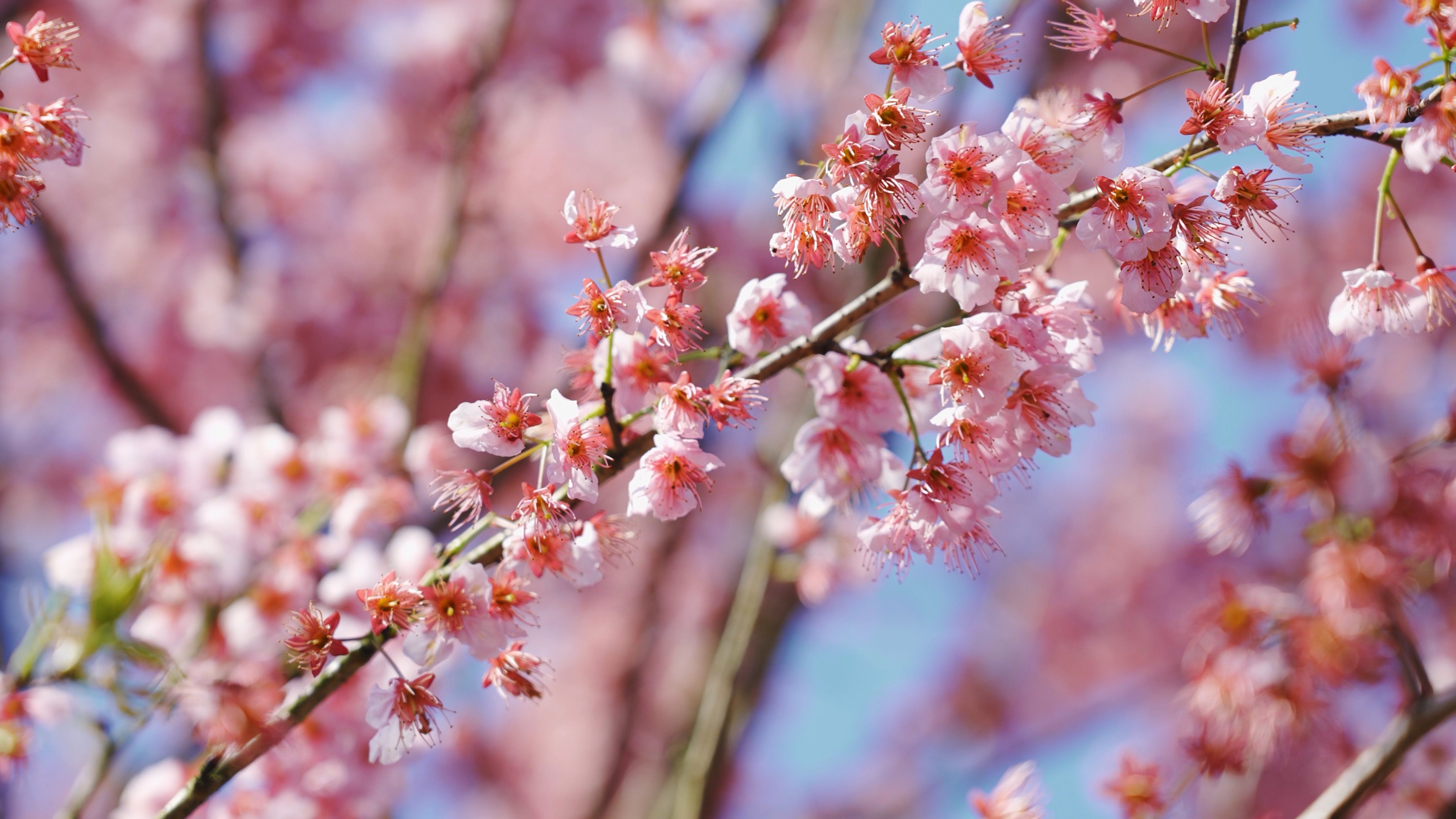 4k唯美粉色樱花花朵植物空境实拍视频的预览图