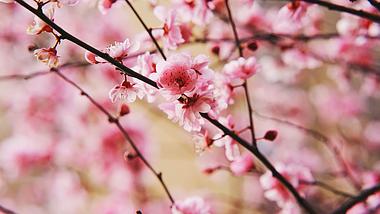 4k实拍唯美粉色盛开的桃花花朵自然植物风景视频的预览图