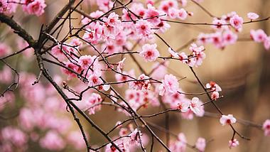 4k实拍桃花花朵自然空境春天风景视频的预览图