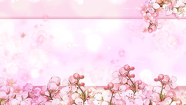 春天春季樱花盛开粉色视频背景视频的预览图