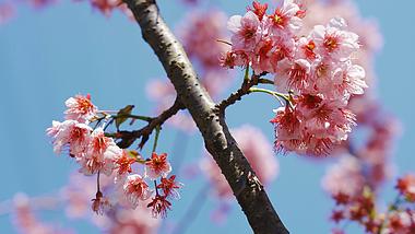 4k实拍唯美春天枝头樱花花朵特写植物空境视频的预览图