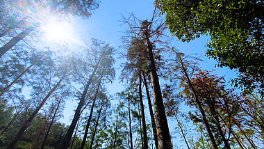 4K实拍阳光照射的树林阳光树木视频的预览图