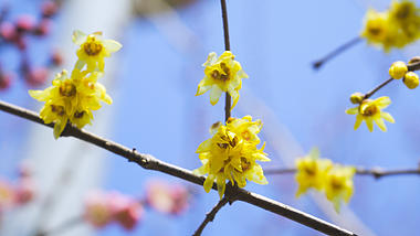 4K实拍蓝天背景的花朵黄色腊梅花视频的预览图