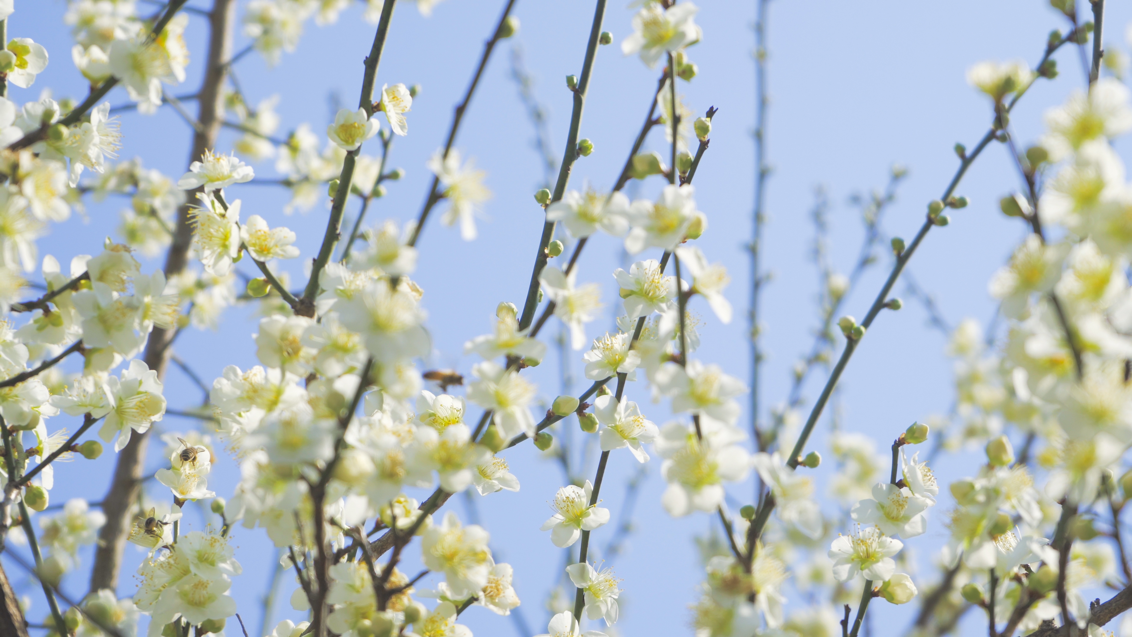 4K实拍蓝天背景的白色李花春季风景视频的预览图