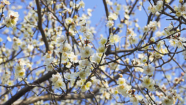 4K实拍蓝天下白色梅花春季风景视频的预览图