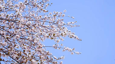 4k实拍唯美春天阳光下盛开的樱花视频的预览图