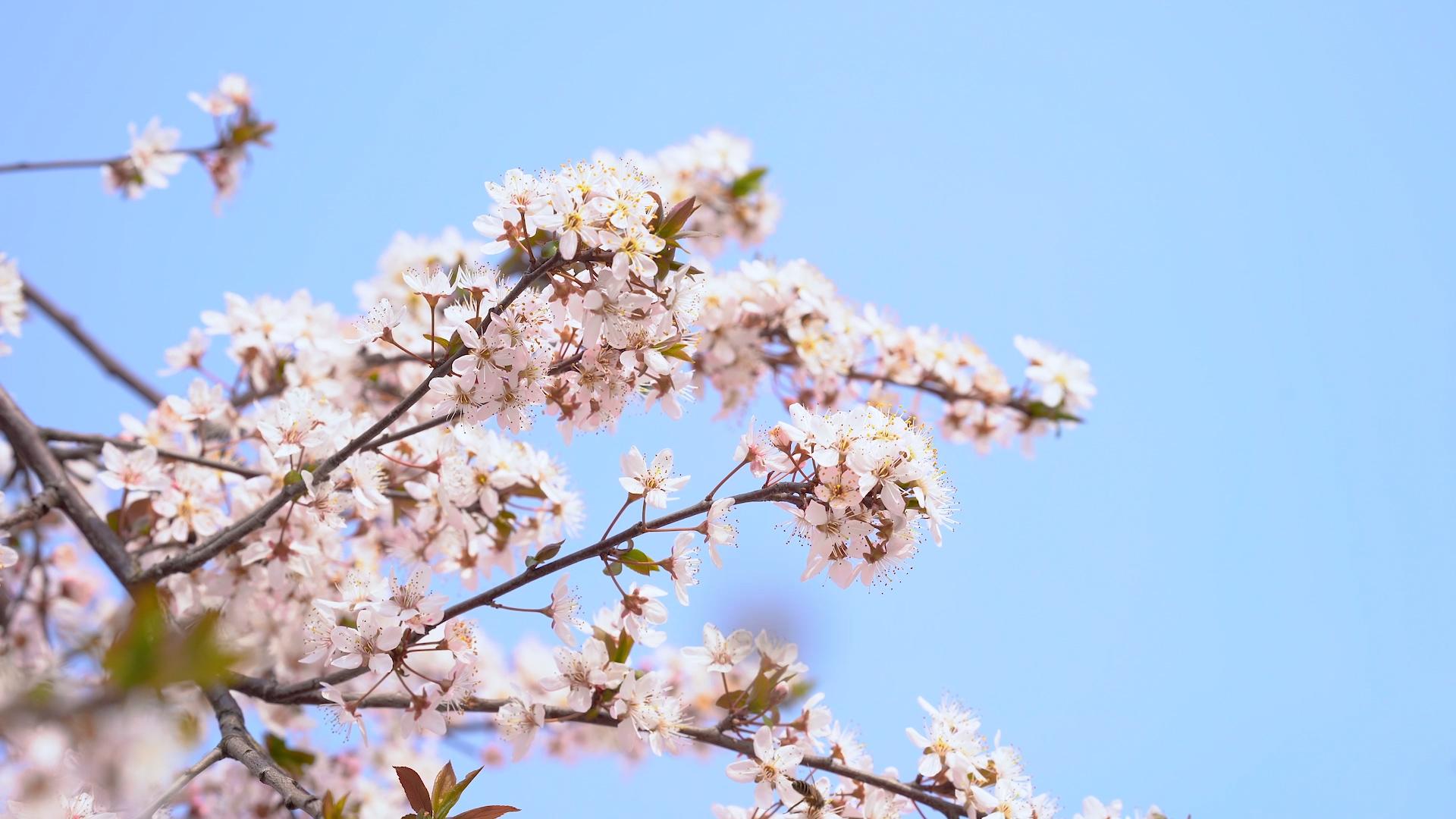 4k实拍春日阳光下的蜜蜂和樱花风光视频的预览图