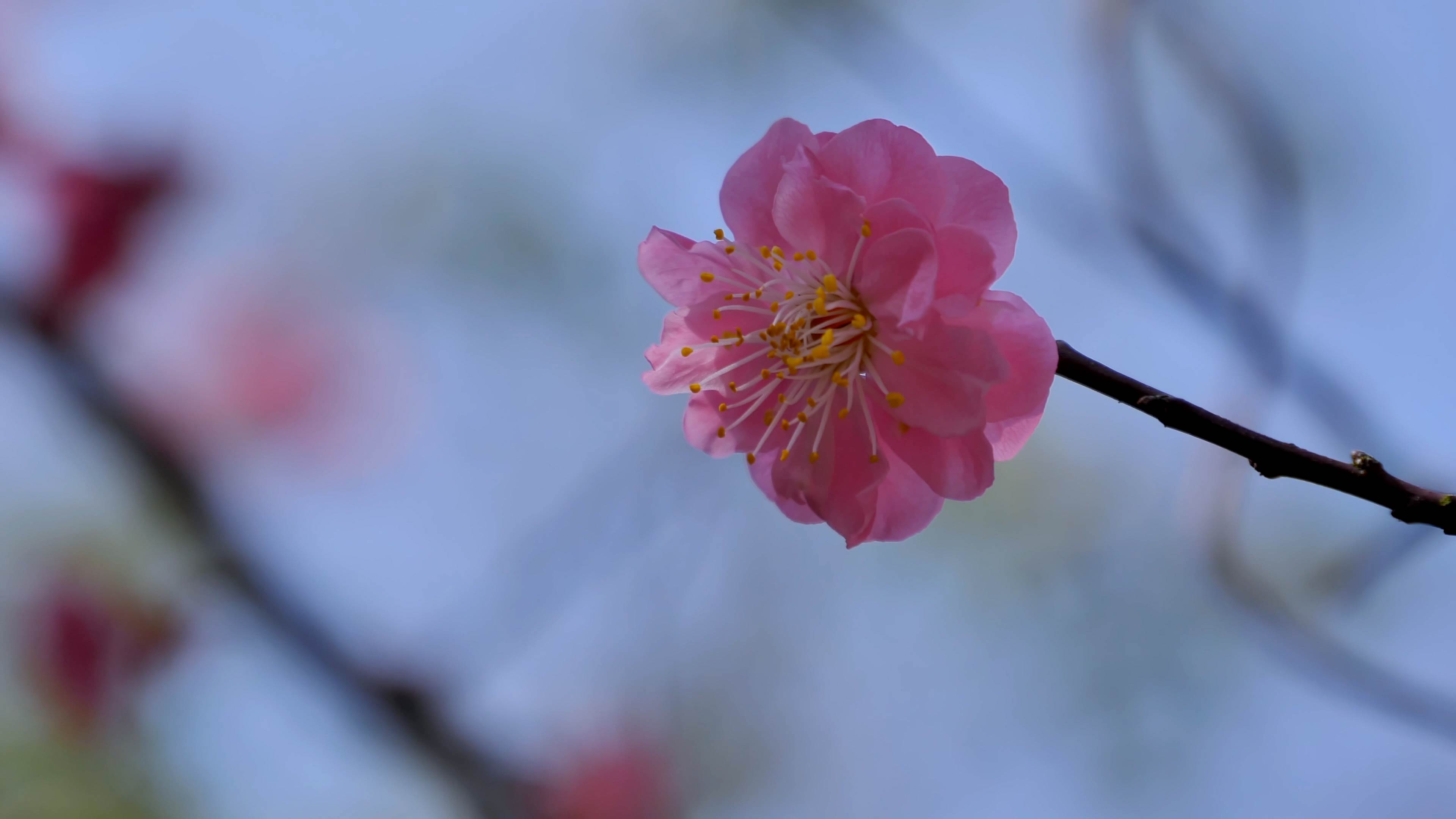 4K拍摄桃树上唯美意境桃花空境视频的预览图