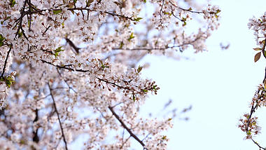 4k实拍唯美春天盛开的樱花风光视频的预览图