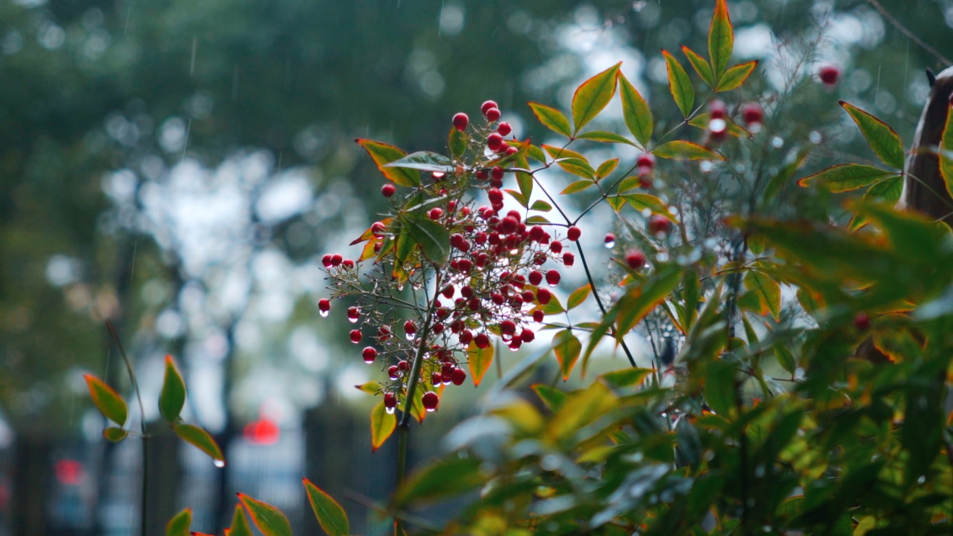 1080雨中的南天竹红果冷清氛围实拍视频视频的预览图