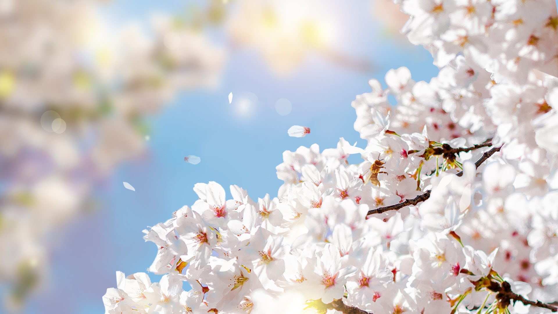 春天花朵花桃花唯美梨花实景视频背景视频的预览图