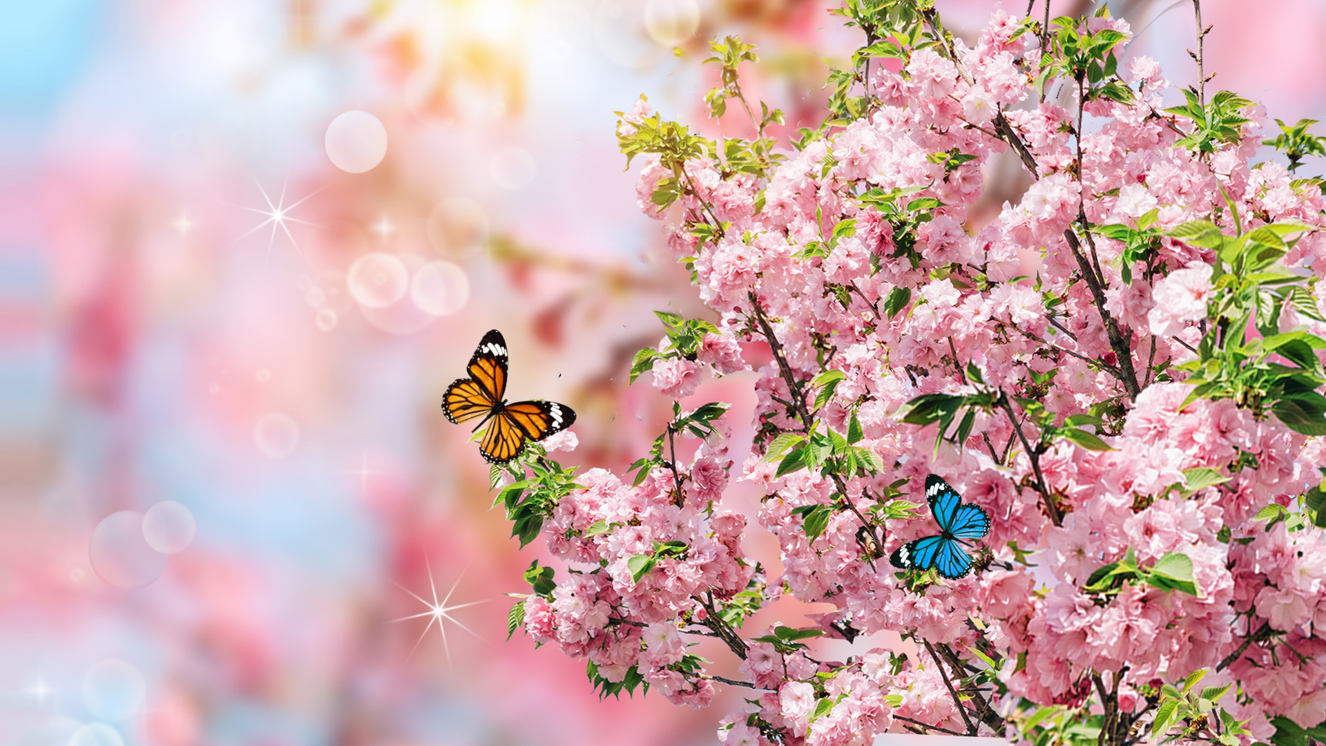 春天花朵花桃花唯美樱花视频背景实景粉色视频的预览图