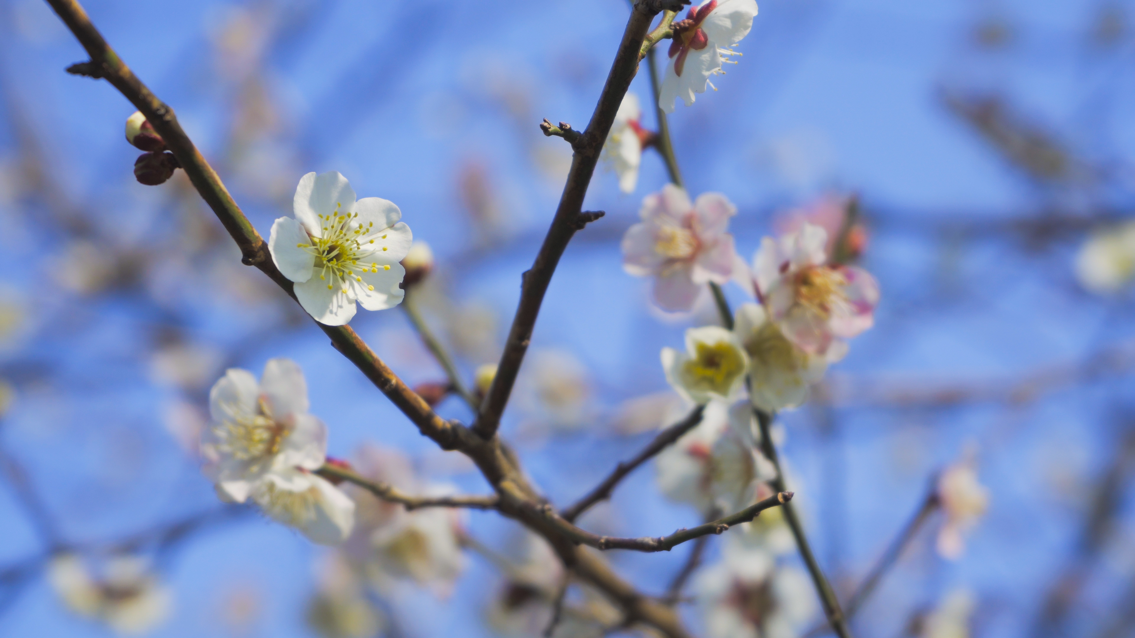 4K实拍白色花朵盛开桃花春天风景视频的预览图