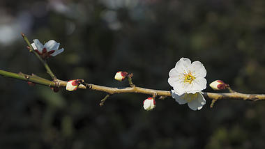 4K实拍春天树枝上的桃花白色花朵特写视频的预览图