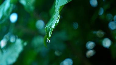 1080雨中绿叶水珠滴落的植物慢镜头实拍视频视频的预览图