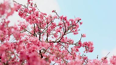 4k实拍春季春天樱花季盛开的樱花树视频的预览图